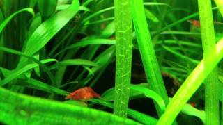 Hundreds of sakura red shrimp!