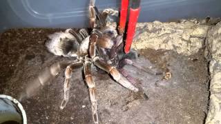 Pamphobeteus platyomma pairing
