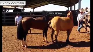 Funny video   Horse Mating , top 10 horse mating