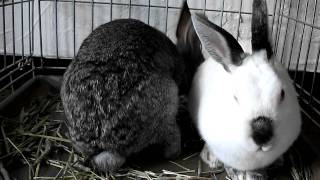 ミグノンうさぎ募集終了：ヒマラヤン♀（不妊手術済み）
