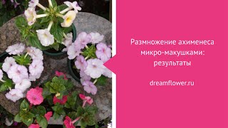 Размножение ахименеса микро-макушками: результаты