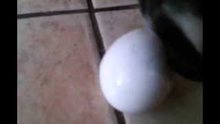 Dog eats raw egg