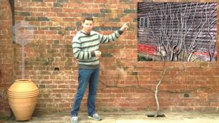 Training Fruit Trees