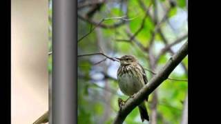 Голоса птиц -Лесной конек (Anthus trivialis)