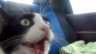 Cat Enjoys Car Ride