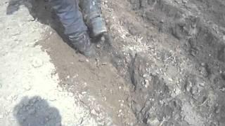 Мотоблок Зубр(саджает картошку)