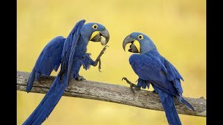 Смешные и талантливые попугаи ▶5 Funny Parrots and Cute Birds
