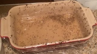 Fruit Fly Nat Trap- Destroy and Conquer!!!- How to End Their Life! #65