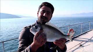ÇİPURA YARIŞMASI