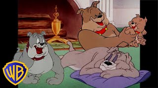 Tom y Jerry en Español ???????? | Lo mejor de Spike | @WBKidsEspana​
