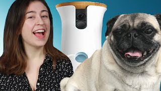 People Spied On Their Dogs With A Camera For A Day