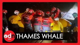 Baby Minke Whale RESCUED From River Thames in London
