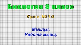 Биология 8 класс (Урок№14 - Мышцы. Работа мышц.)