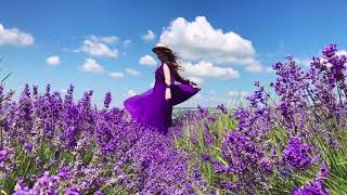 Lavender in Crimea