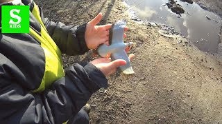 Ястребы и Ко МАКСИ! Видео для детей