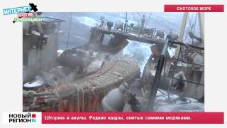 Шторма и акулы