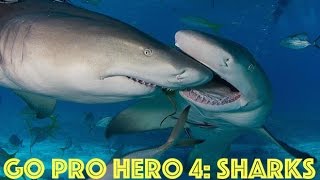 Shark Compilation HD - GoPro HERO 4 Black