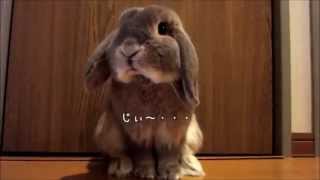 ママと一緒に廊下でまったり＊　うさぎのモコちゃん（１歳５ヶ月）