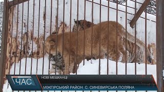 Нові мешканці