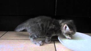 котенок впервые пьет молоко из блюдца