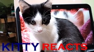 Kitty reacts to other cat's meowing