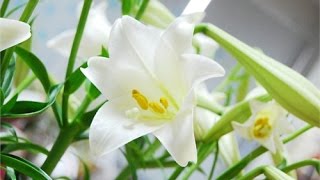 VTC14_Loa kèn – Hoa của tháng tư