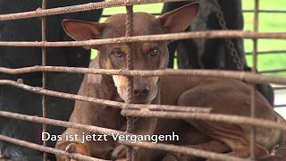 VIER PFOTEN schließt Hundeschlachthof in Kambodscha