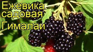 Ежевика садовая Гималаи. Краткий обзор, описание характеристик, где купить саженцы