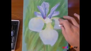 Рисуем Ирис пастелью