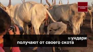 Все люди Мундари умываются мочой коровы