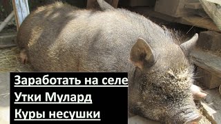 Как заработать на селе ? Утки мулард, куры несушки, огурцы в бочках, кролики в ямах. // Олег Карп