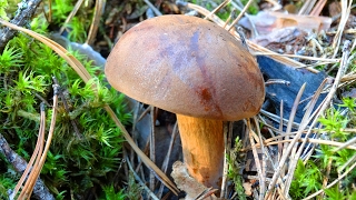 Польский гриб (Imleria badia)