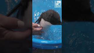 Rockhopper Chicks 1st Swim Lessons - Cincinnati Zoo #Shorts
