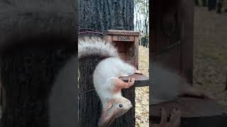 Орешек для белки / Nut for a squirrel