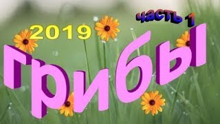 Первые грибы 2019. когда начинается грибной сезон в ленинградской области (часть 1)