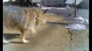 Part 1 Pet Emotions Animal X