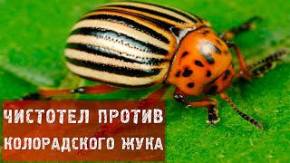 149 Чистотел против колорадского жука.