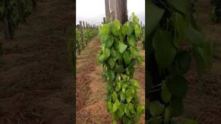 Pimenta do reino espaçamento