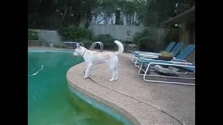 Lacey Good Dog Rescue