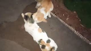 MATING CAT ..., OTHER CATS CAN ONLY SEE  結婚猫