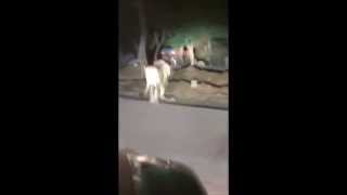 Lion on the street in Ghodbunder Road, Thane, Mumbai