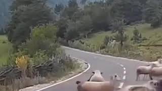 Прикол бараны ударили пастуха