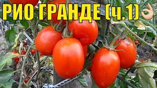 Урожайные сорта томатов. Рио гранде.