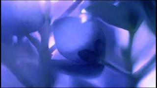Antonio Vivaldi: Concerto for strings & b.c. in B flat major (RV 167)