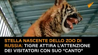 Stella nascente dello zoo di Russia: tigre attira l’attenzione dei visitatori con suo “canto”