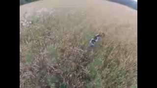 Охота на перепела  Маленькое эльдорадо! EPAGNEUL BRETON Quail hunting