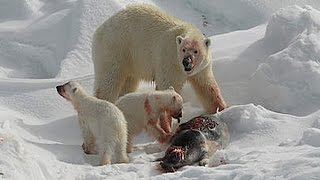 National Geographic Animal - The Great Polar Bear Family Discovery Channel | Animal Documentary