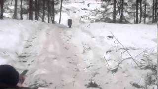 Прикол  Охота на кабана