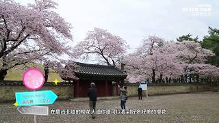 美麗華旅遊：韓國 慶州 大陵苑 & 瞻星台