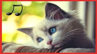 музыка предназначена для кошек - расслабляющая музыку спать беспокойные кошка 2017 #RUмузыка
